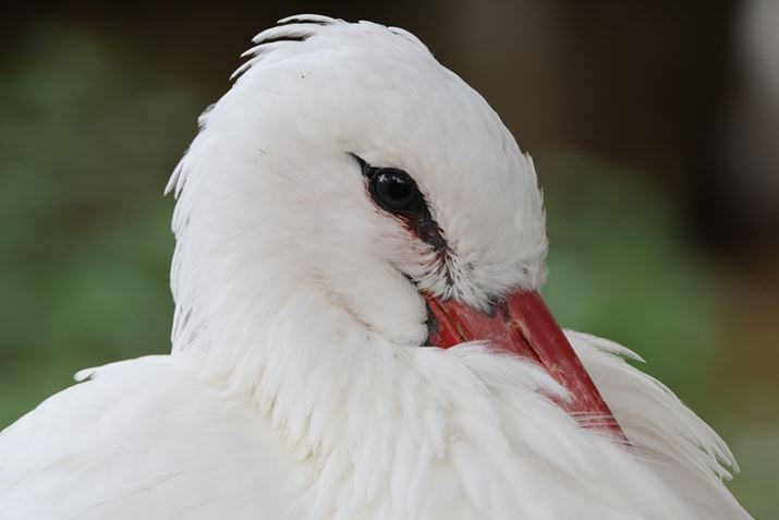 EOS R5ARF100-500mm F4.5-7.1 L IS USM{EXTENDER RF2xA1000mmAISO3200AF14A1/100bAzCgoXFI[gi͋CDjAsN`[X^CFX^_[hBeʐ^i8192×5464A10.3MBj