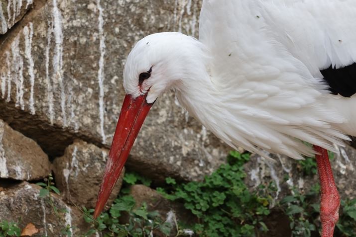 EOS R5ARF100-400mm F5.6-8 IS USM{EXTENDER RF1.4xA560mmAISO1600AF11A1/125bAzCgoXFI[gi͋CDjAsN`[X^CFX^_[hBeʐ^i8192×5464A12.7MBj