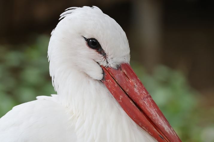 EOS R5ARF100-400mm F5.6-8 IS USM{EXTENDER RF2xA800mmAISO3200AF16A1/50bAzCgoXFI[gi͋CDjAsN`[X^CFX^_[hBeʐ^i8192×5464A10.3MBj