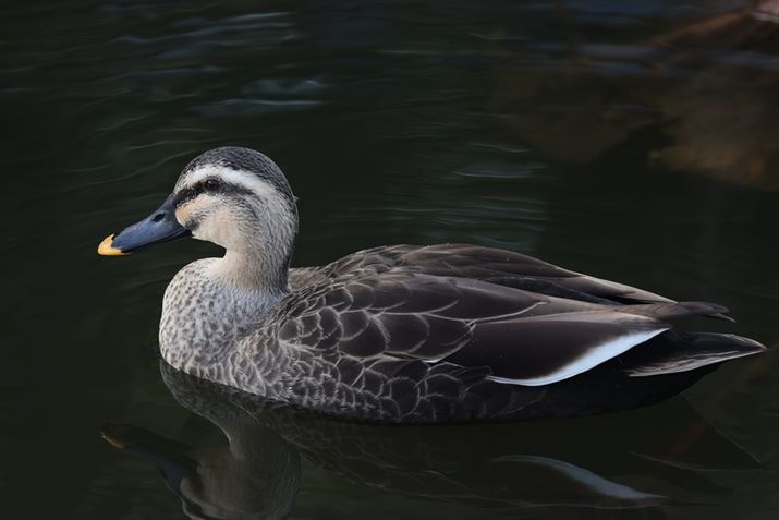 EOS R5ARF100-500mm F4.5-7.1 L IS USMA500mmAISO400AF7.1A1/160bAzCgoXFI[gi͋CDjAsN`[X^CFX^_[hBeʐ^i8192×5464A9.9MBj