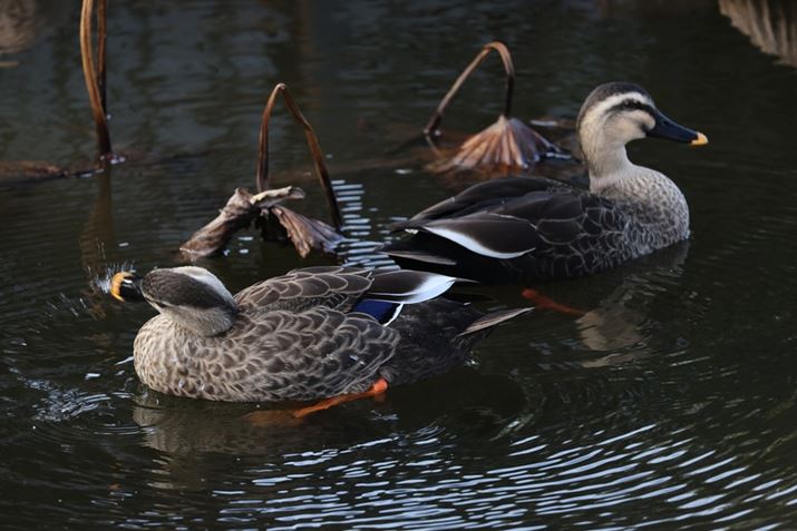 EOS R5ARF100-400mm F5.6-8 IS USMA400mmAISO400AF8A1/160bAzCgoXFI[gi͋CDjAsN`[X^CFX^_[hBeʐ^i8192×5464A11.1MBj