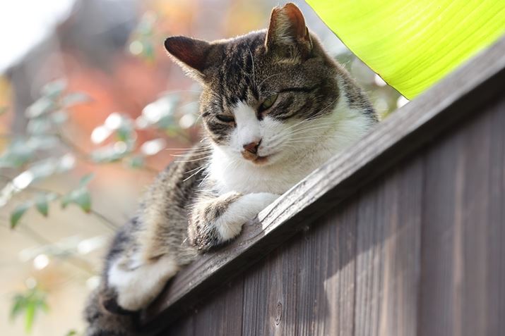 EOS R5ARF100-500mm F4.5-7.1 L IS USMA363mmAISO400AF8A1/160bAzCgoXFI[gi͋CDjAsN`[X^CFX^_[hBeʐ^i8192×5464A12.2MBj