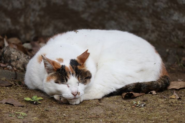 EOS R5ARF100-400mm F5.6-8 IS USMA400mmAISO400AF8A1/160bAzCgoXFI[gi͋CDjAsN`[X^CFX^_[hBeʐ^i8192×5464A12.7MBj