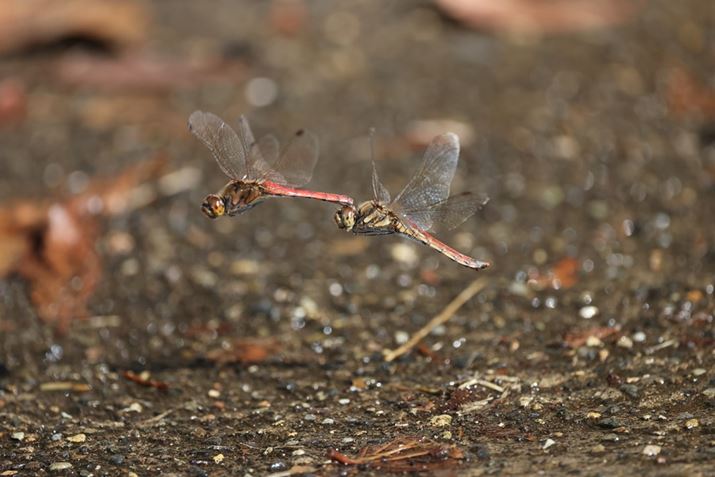 EOS R5ARF100-500mm F4.5-7.1 L IS USMA500mmAISO1600AF7.1A1/3200bAzCgoXFI[gi͋CDjAsN`[X^CFX^_[hBeʐ^i8192×5464A13.3MBj