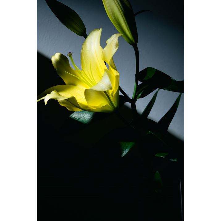 EOS R6AEF85mm F1.4 L IS USMAF16A1/200bAISO400Beʐ^i3648×5472A5.2MBj