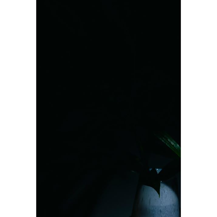 EOS R6AEF85mm F1.4 L IS USMAF16A1/200bAISO400Beʐ^i3648×5472A2.4MBj