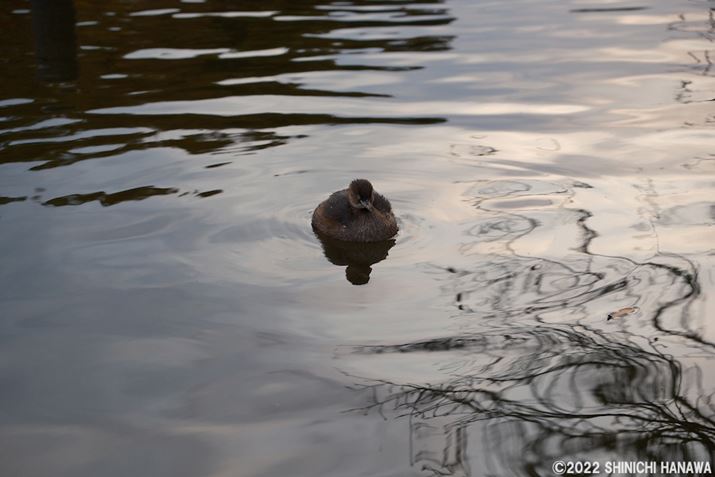 X-T5AXF18-55mmF2.8-4 R LM OISA55mmAF4.5A1/240bAISO800AzCgoXFI[gizCgDjAtBV~[VFmX^WbNlKBeʐ^i7728×5152A20.4MBAPhotoshopŒ쌠ǉj