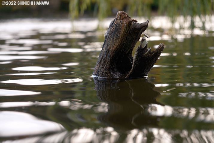 X-T5AXF18-55mmF2.8-4 R LM OISA55mmAF4A1/70bAISO400AzCgoXFI[gizCgDjAtBV~[VFmX^WbNlKBeʐ^i7728×5152A23.5MBAPhotoshopŒ쌠ǉj