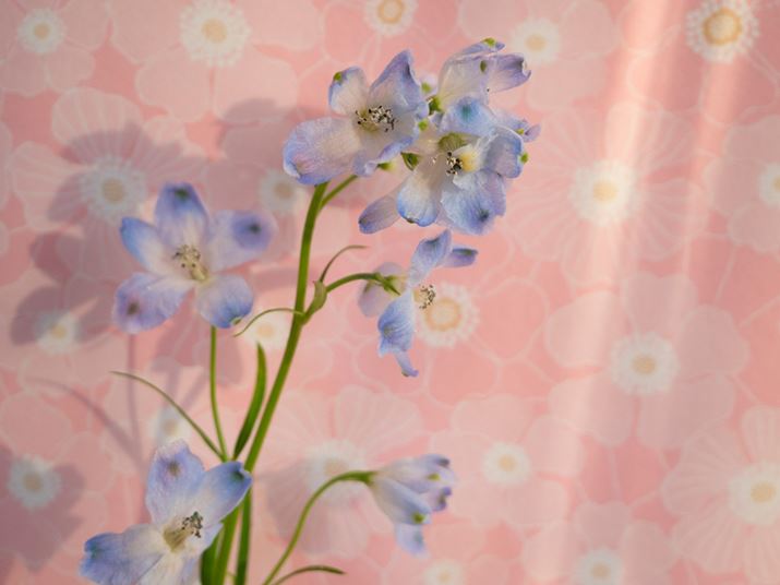 œ_42mmi35mmZ84mmjAilF5.6ɂāAwiߕtĎBe