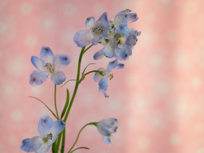 œ_42mmi35mmZ84mmjAilF5.6ɂāAwi𗣂ĎBe