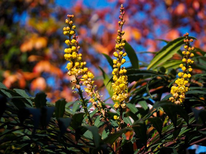 PEN E-P7AM.ZUIKO DIGITAL ED 14-42mm F3.5-5.6 EZAiDAEA42mmi35mmZ84mmjAF5.6A1/800bAISO200AzCgoXFI[gAdオݒFVividBeʐ^i5184×3888A9.8MBj