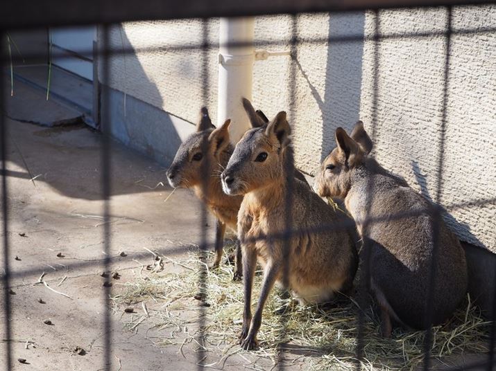 PEN E-PL10AM.ZUIKO DIGITAL ED 14-42mm F3.5-5.6 EZAiDAEA42mmi35mmZ84mmjAF5.6A1/125bAISO200AzCgoXFI[gAdオݒFi-FinishBeʐ^i4608×3456A3.0MBj