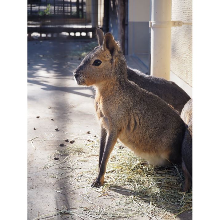 PEN E-PL10AM.ZUIKO DIGITAL ED 14-42mm F3.5-5.6 EZAiDAEA42mmi35mmZ84mmjAF5.6A1/100bAISO200AzCgoXFI[gAdオݒFi-FinishBeʐ^i3456×4608A3.1MBj