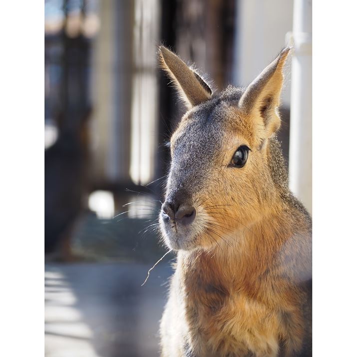 PEN E-PL10AM.ZUIKO DIGITAL ED 40-150mm F4.0-5.6 RAiDAEA102mmi35mmZ204mmjAF5.0A1/80bAISO200AzCgoXFI[gAdオݒFi-FinishBeʐ^i3456×4608A2.9MBj