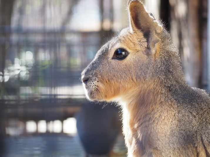 PEN E-PL10AM.ZUIKO DIGITAL ED 40-150mm F4.0-5.6 RAiDAEA105mmi35mmZ210mmjAF5.1A1/40bAISO200AzCgoXFI[gAdオݒFi-FinishBeʐ^i4608×3456A3.2MBj