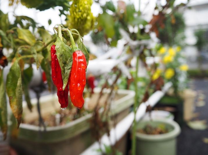 WY[Y̍Lpgă{Po΁A\Ȍʑ̂ɊAs̏owigĎBĂ݂悤BLpȂł͂̉ߊ荞݂ȂA_Ci~bNɔwiڂPEN E-PL10AM.ZUIKO DIGITAL ED 14-42mm F3.5-5.6 EZAiDAEA14mmi35mmZ28mmjAF3.5A1/2000bAISO1600AzCgoXFI[gAdオݒFi-FinishBeʐ^i4608×3456A8.0MBj