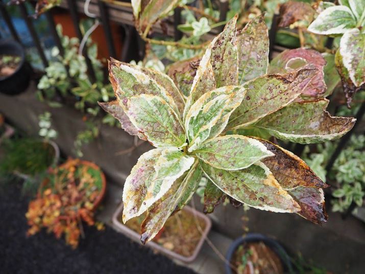 PEN E-PL10AM.ZUIKO DIGITAL ED 14-42mm F3.5-5.6 EZAiDAEA14mmi35mmZ28mmjAF3.5A1/2000bAISO1600AzCgoXFI[gAdオݒFi-FinishBeʐ^i4608×3456A8.3MBj