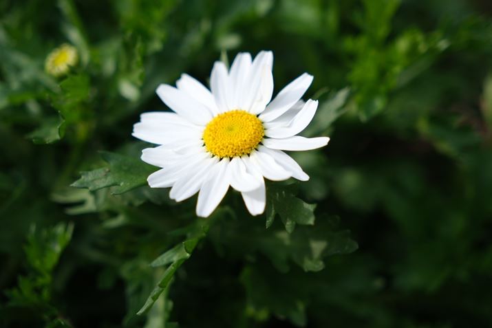 X-H2A18-50mm F2.8 DC DNA50mmi35mmZ76mmjAISO400AF4A1/400bAzCgoXFI[gi͋CDjAtBV~[VFPROVIA/X^_[hBeʐ^i7728×5152A17.0MBj