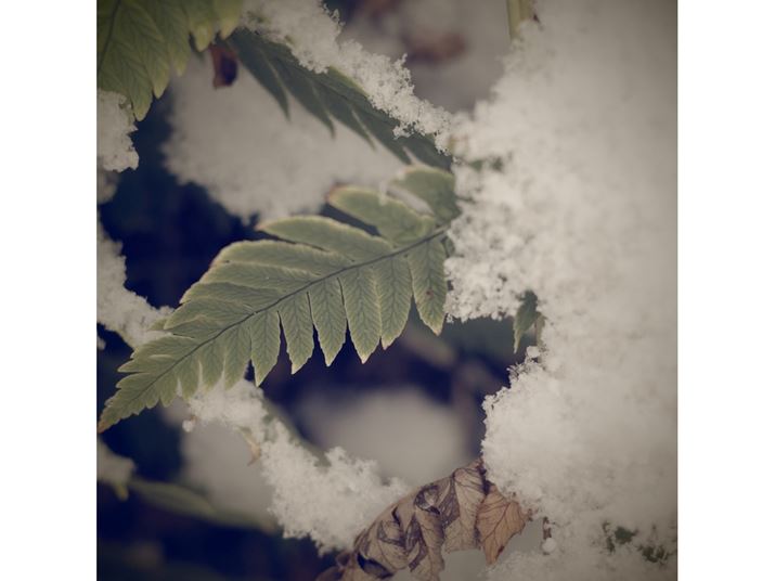 50mm̃NbvɂĐAڎʁB}NBeɃNbvpƁAɊ芴܂GR IIIAiDAEAF2.8A1/160bAISO200A+0.3EVAzCgoXFAAC[WRg[FgA50mmBeʐ^i2240×2240A2.4MBj