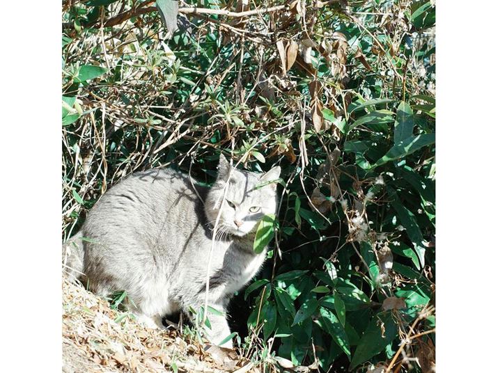 GR IIIAiDAEAF2.8A1/1250bAISO400A+0.3EVAzCgoXFzAC[WRg[FlKtBA50mmBeʐ^i2240×2240A2.8MBj