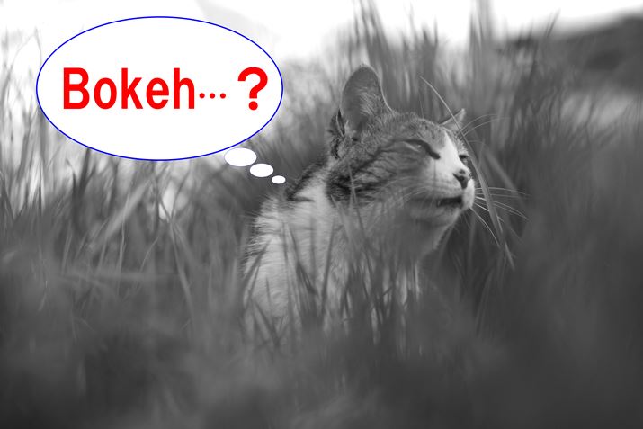 A1ڂ́uꂢȃ{PvɂčlĂ܂