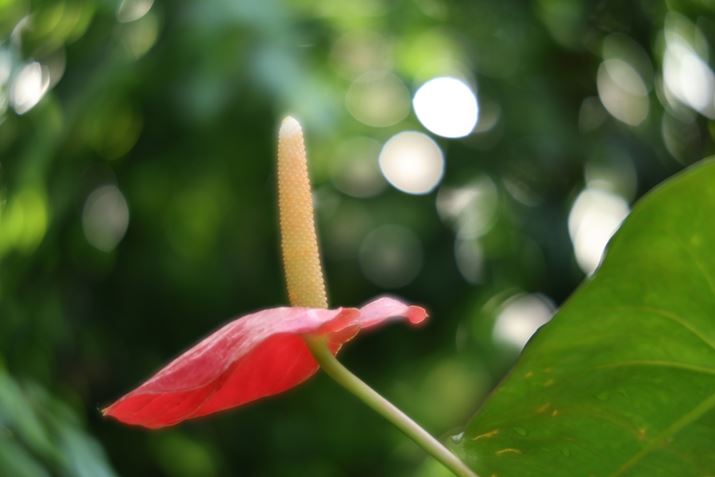 ۂ̎ʐ^ƂȊBwĩ{PASZӂ炩ڂ₯Ălq킩Ǝv܂EOS R6 Mark IIARF100mm F2.8 L MACRO IS USMAISO400AF2.8A1/100bAzCgoXFI[gi͋CDjAsN`[X^CFX^_[hBeʐ^i6000×4000A5.0MBj