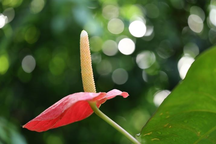 ۂ̎ʐ^ƂȊBwĩ{ṔASO܂łقƂǋψȖ邳ɂȂĂ邱Ƃ킩Ǝv܂EOS R6 Mark IIARF100mm F2.8 L MACRO IS USMAISO400AF2.8A1/100bAzCgoXFI[gi͋CDjAsN`[X^CFX^_[hBeʐ^i6000×4000A5.0MBj