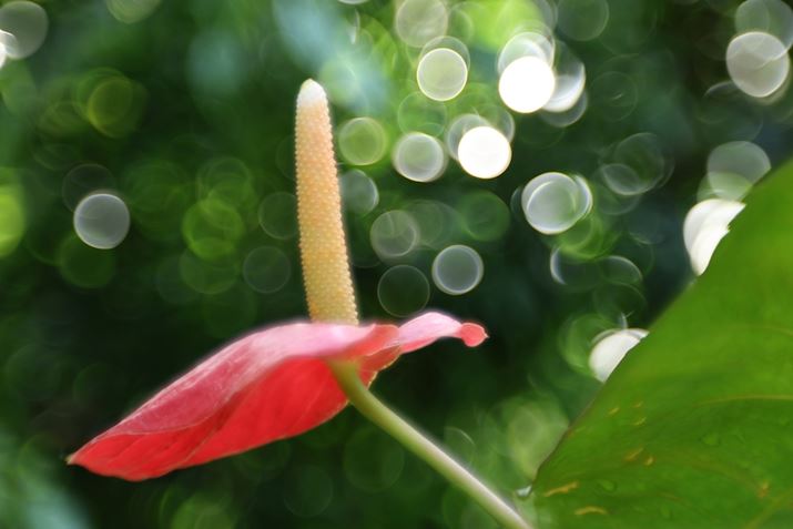 ۂ̎ʐ^ƂȊBwĩ{P̊OɃÕGbWłĂ̂킩Ǝv܂EOS R6 Mark IIARF100mm F2.8 L MACRO IS USMAISO400AF2.8A1/80bAzCgoXFI[gi͋CDjAsN`[X^CFX^_[hBeʐ^i6000×4000A5.1MBj