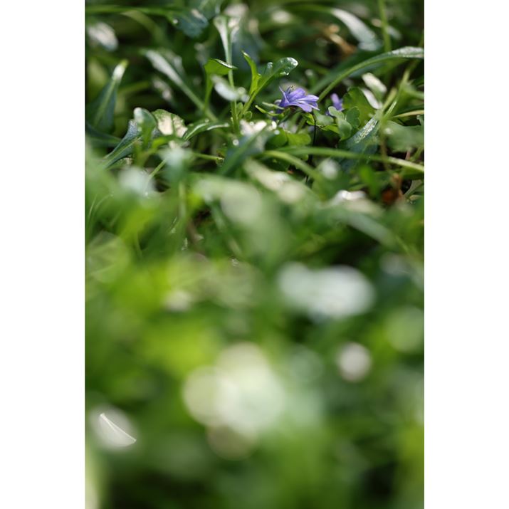 EOS R6 Mark IIARF100mm F2.8 L MACRO IS USMAISO400AF2.8A1/250bAzCgoXFI[gi͋CDjAsN`[X^CFX^_[hASARg[OF0iԈʒujBeʐ^i4000×6000A5.4MBj