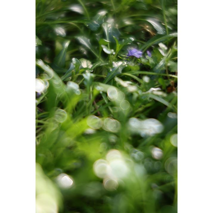 EOS R6 Mark IIARF100mm F2.8 L MACRO IS USMAISO400AF2.8A1/320bAzCgoXFI[gi͋CDjAsN`[X^CFX^_[hASARg[OF-4i}CiXςjBeʐ^i4000×6000A5.6MBj