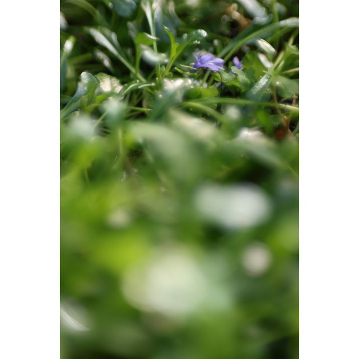 EOS R6 Mark IIARF100mm F2.8 L MACRO IS USMAISO400AF2.8A1/200bAzCgoXFI[gi͋CDjAsN`[X^CFX^_[hASARg[OF+4ivXςjBeʐ^i4000×6000A5.3MBj