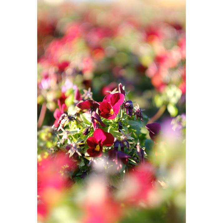 X-H2AXF56mmF1.2 R APDAISO125AF1.2A1/550bAzCgoXFAUTO͋CDAtBV~[VFPROVIA/X^_[hBeʐ^i4000×6000A18.1MBj