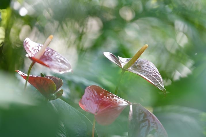 7 IVAFE 70-200mm F2.8 GM OSS IIAISO125AF2.8A1/80bAzCgoXFI[gzCgoXANGCeBubNFSTBeʐ^i7008×4672A18.2MBj