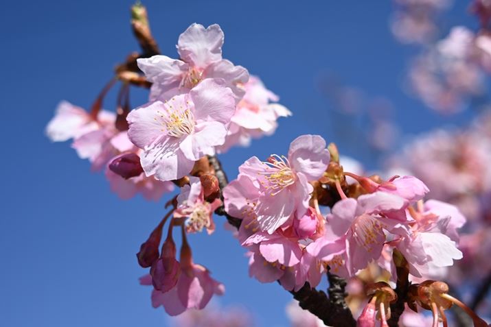 ŒZBe20cm肬܂ŉԂɋ߂ÂĎBeBŒZBet߂ł掿򉻂邱ƂȂAsgʂV[vɕ\ĂZ fcANIKKOR Z 26mm f/2.8A35mmZ39mmAF2.8A1/2000bAISO100AWBFVAsN`[Rg[FX^_[hAANeBuD-CeBOFȂABlbgRg[FWA䂪ݕ␳FAܕ␳FABeFR~zBeʐ^i5568×3712A8.0MBj