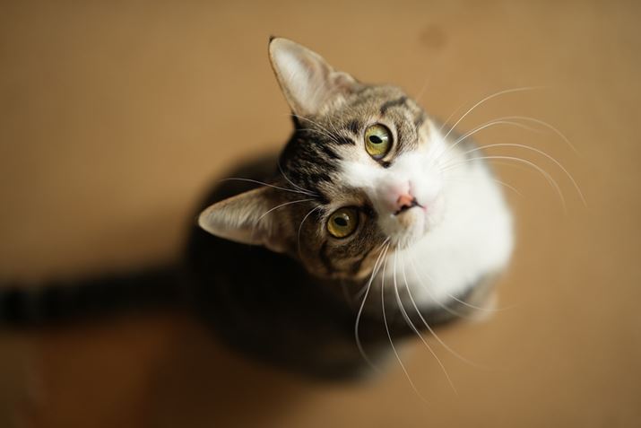 7 IVA50mm F1.4 DG DNAISO400AF1.4A1/640bAzCgoXF5800KANGCeBubNFSTBeʐ^i7008×4672A18.2MBj