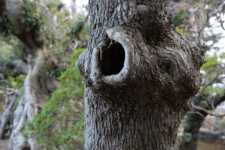 7 IVA50mm F1.4 DG DNAISO400AF4A1/400bAzCgoXFI[gANGCeBubNFSTBeʐ^i7008×4672A21.7MBj