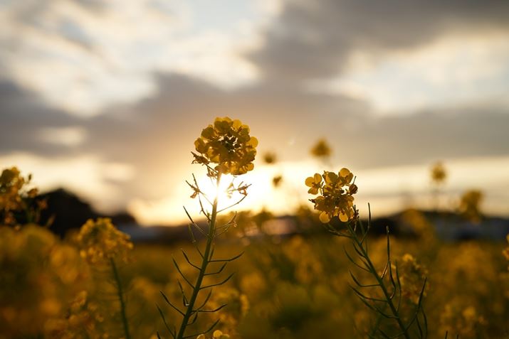 7 IVA50mm F1.4 DG DNAISO200AF4A1/1000bAzCgoXF5800KANGCeBubNFSTBeʐ^i7008×4672A15.8MBj