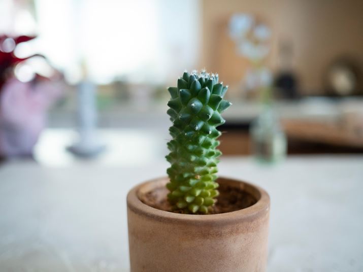 PEN E-P7AM.ZUIKO DIGITAL 17mm F1.8A17mmi35mmZ34mmjAiDAEAF1.8A1/1000bAISO800