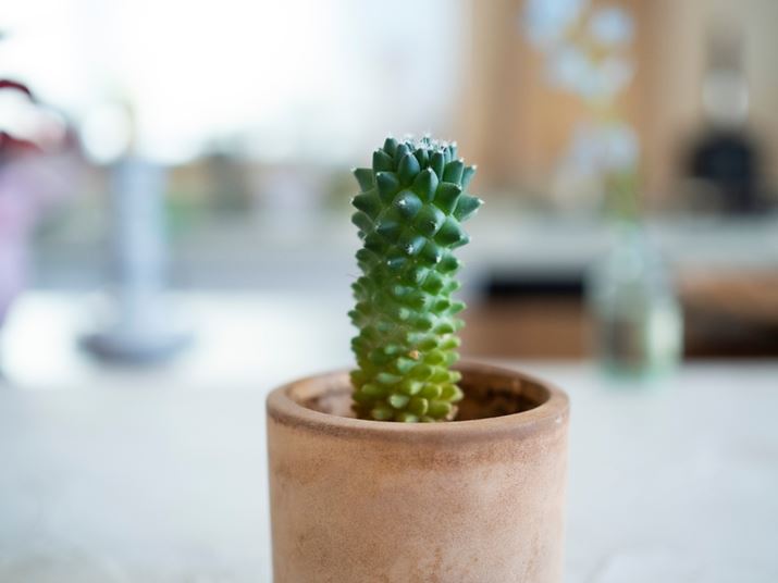 PEN E-P7AM.ZUIKO DIGITAL 25mm F1.8A17mmi35mmZ50mmjAiDAEAF1.8A1/800bAISO800