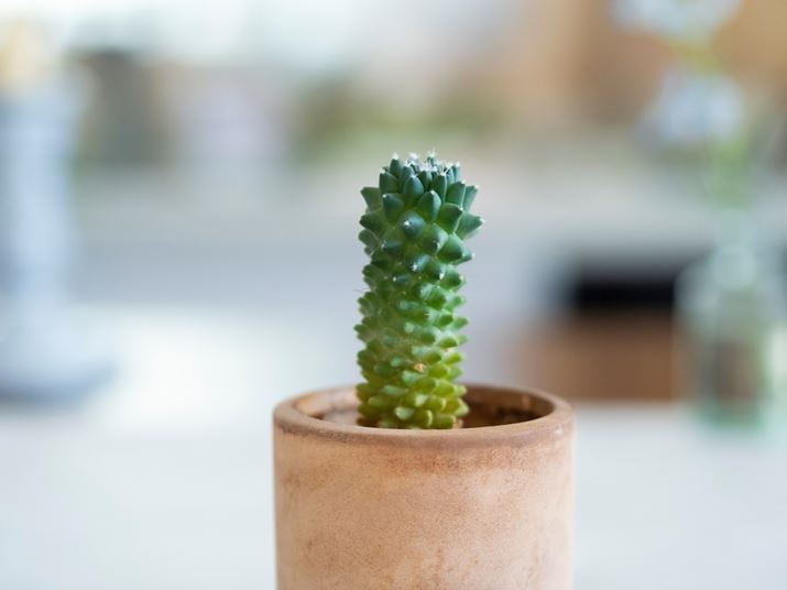 PEN E-P7AM.ZUIKO DIGITAL 45mm F1.8A45mmi35mmZ90mmjAiDAEAF1.8A1/800bAISO800