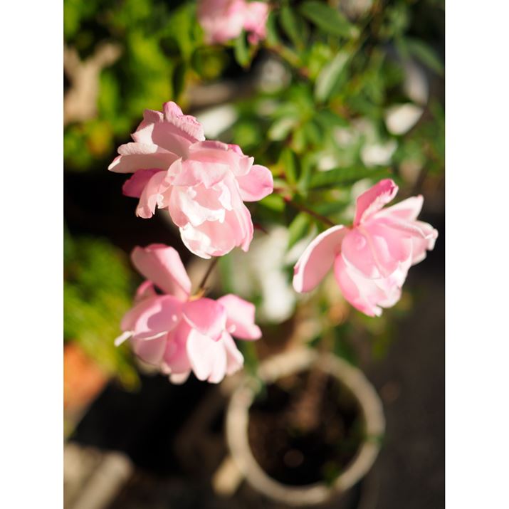 ɉŝʁBnCAO炮ƉԂɊ邱ƂŁAnʂL荞݂Ȃ傫ȃ{PoĂPEN E-P7AM.ZUIKO DIGITAL 17mm F1.8A17mmi35mmZ34mmjAiDAEAF1.8A1/4000bAISO200AzCgoXFI[gAdオݒFVividBeʐ^i3888×5184A7.7MBj