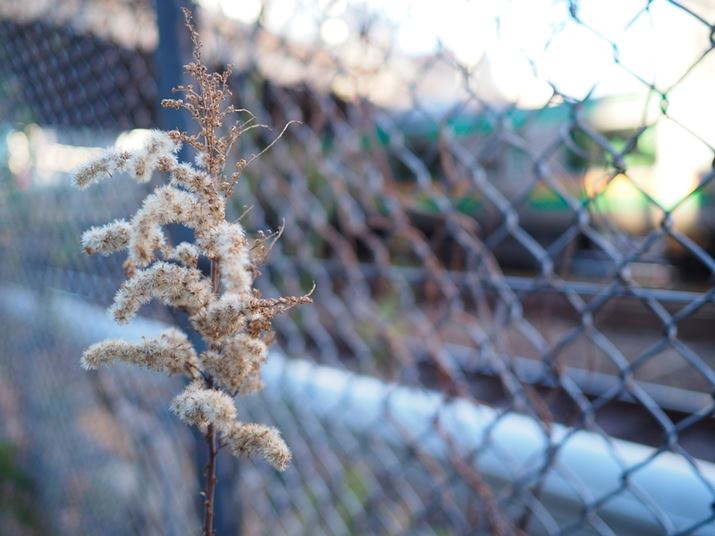 ΂߂̃AOƂ炦邱ƂŁAw̃tFXOŃ{PāA̐AオČPEN E-P7AM.ZUIKO DIGITAL 17mm F1.8A17mmi35mmZ34mmjAiDAEAF1.8A1/250bAISO200AzCgoXFI[gAdオݒFVividBeʐ^i5184×3888A7.9MBj