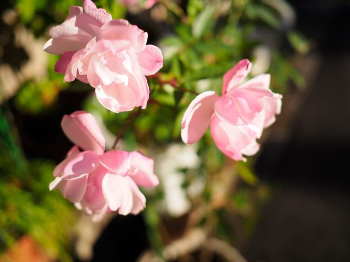 uM.ZUIKO DIGITAL 17mm F1.8vgF1.8ŎBeBLpY̎gȂŐقǌĂJbg̉ʒuo[WA͂킸ɃsgỎԂтɍĂȂđS̓Iɂڂ₯ۂɁBς݂Asg͔ʑ̂ɊΊقǐ󂭂Ȃi{P傫ȂjBĊĎBʂł́AɃsg̒uǂTdɒT肽PEN E-P7AM.ZUIKO DIGITAL 17mm F1.8A17mmi35mmZ34mmjAiDAEAF1.8A1/4000bAISO200AzCgoXFI[gAdオݒFVividBeʐ^i5184×3888A7.4MBj