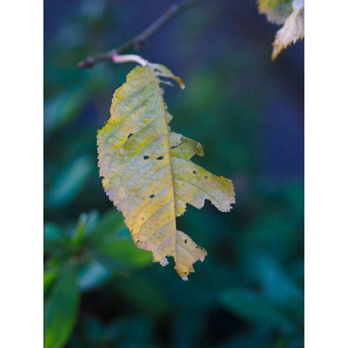 PEN E-P7AM.ZUIKO DIGITAL 45mm F1.8A45mmi35mmZ90mmjAiDAEAF1.8A1/320bAISO400AzCgoXFI[gAdオݒFVividBeʐ^i3888×5184A9.9MBj