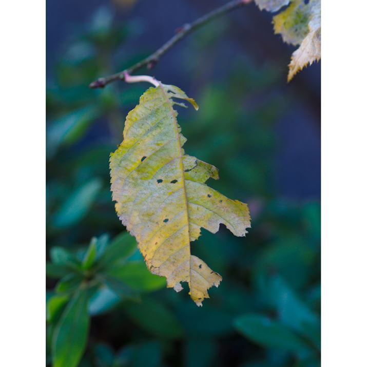 PEN E-P7AM.ZUIKO DIGITAL 45mm F1.8A45mmi35mmZ90mmjAiDAEAF2.5A1/160bAISO400AzCgoXFI[gAdオݒFVividBeʐ^i3888×5184A10.2MBj