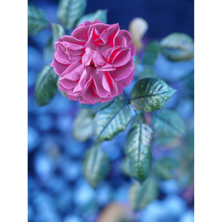 PEN E-P7AM.ZUIKO DIGITAL 45mm F1.8A45mmi35mmZ90mmjAiDAEAF1.8A1/160bAISO200AzCgoXF4000KAdオݒFJ[vt@CBeʐ^i3888×5184A8.0MBj