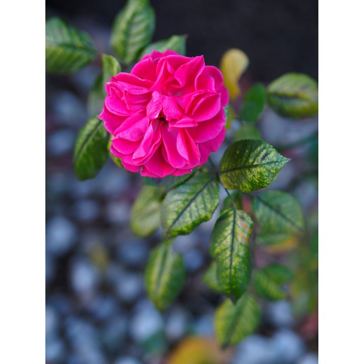 PEN E-P7AM.ZUIKO DIGITAL 45mm F1.8A45mmi35mmZ90mmjAiDAEAF1.8A1/160bAISO200AzCgoXFI[gAdオݒFVividBeʐ^i3888×5184A8.1MBj