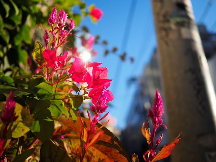 PEN E-P7AM.ZUIKO DIGITAL 17mm F1.8A17mmi35mmZ34mmjAiDAEAF1.8A1/4000bA ISO200AzCgoXFI[gAdオݒFVividBeʐ^i5184×3888A8.6MBj