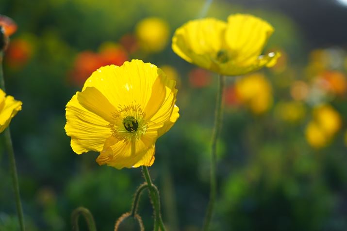 7R VAFE 24-105mm F4 G OSSA73mmAISO250AF4A1/500bAzCgoXFI[gANGCeBubNFSTBeʐ^i9504×6336A12.5MBj