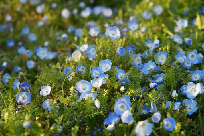 7R VAFE 24-105mm F4 G OSSA75mmAISO3200AF56A1/1600bAzCgoXFI[gANGCeBubNFSTBeʐ^i9504×6336A18.6MBj